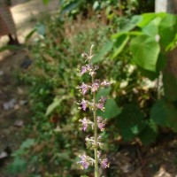 Ocimum tenuiflorum L.